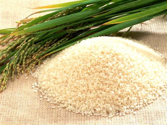 grossiste destockage Grossiste Riz Vietnamien
