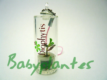 grossiste destockage Babyplante /mini plante